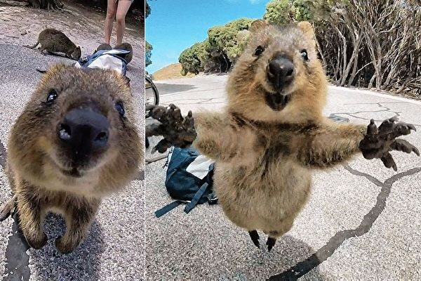 「世界一幸せな動物」　クアッカワラビー