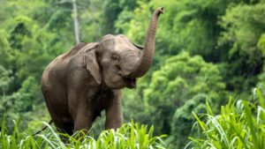 シャボン玉に夢中な赤ちゃんゾウ　米フォートワース動物園