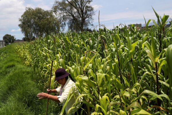 ＵＳＴＲ、遺伝子組み換え農産物制限巡りメキシコに公式協議要求