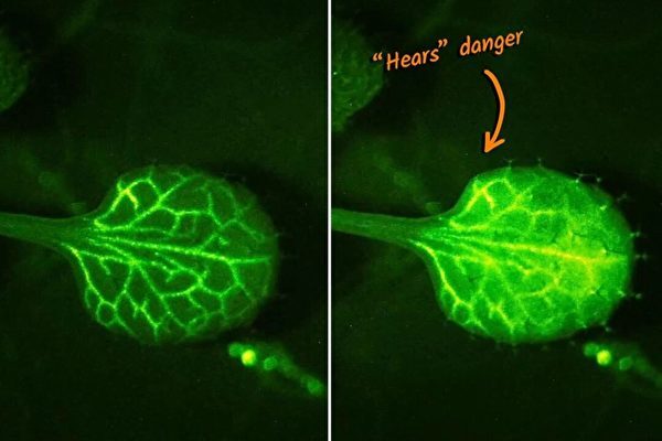 近隣同士でコミュニケーション　植物は脅威を感じた時に警告を発していた＝埼玉大学