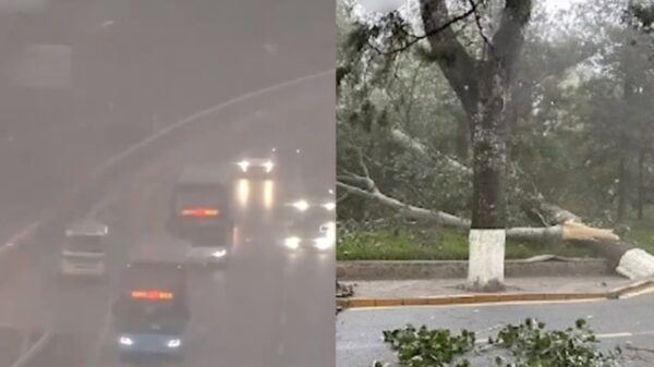 「雷、強風、暴雨、雹」　キケンな悪天候　大木が根こそぎ倒される＝北京