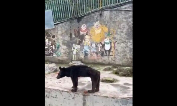 中国の「金欠」動物園　痛ましい一幕