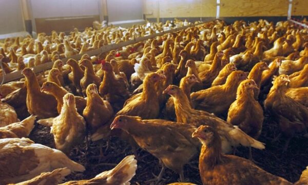 ダム放流が引き起こす洪水で　養殖の鶏　2万羽溺死＝中国