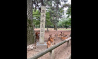 奈良公園の鹿を蹴ったのは誰？