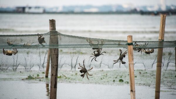 秋の味覚が「集団大脱走」＝中国