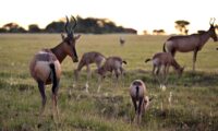 50年で野生動物が73%減少　人類の生態系に脅威