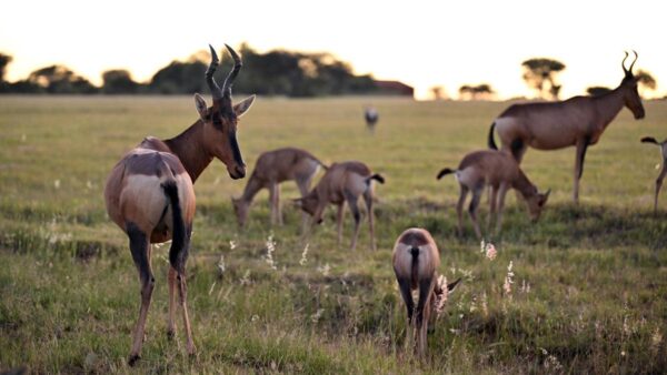 50年で野生動物が73%減少　人類の生態系に脅威