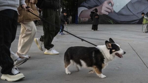 ヒトに対する無差別殺傷だけじゃない　動物も被害に　邪気が充満する中国社会