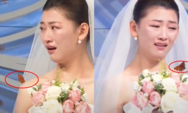 【動画あり】亡き父親が「蝶に変身して」娘の結婚式に参加？　中国