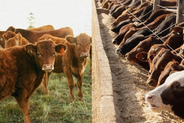 牧草飼育と穀物飼育の牛肉の違いとは？