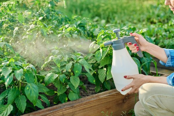 雑草を撃退！　庭を整える8つの効果的な除草剤