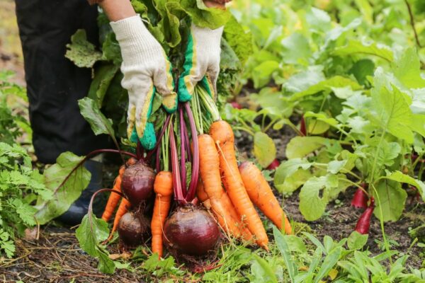 農林水産省　野菜の食品調査価格動向調査を公表